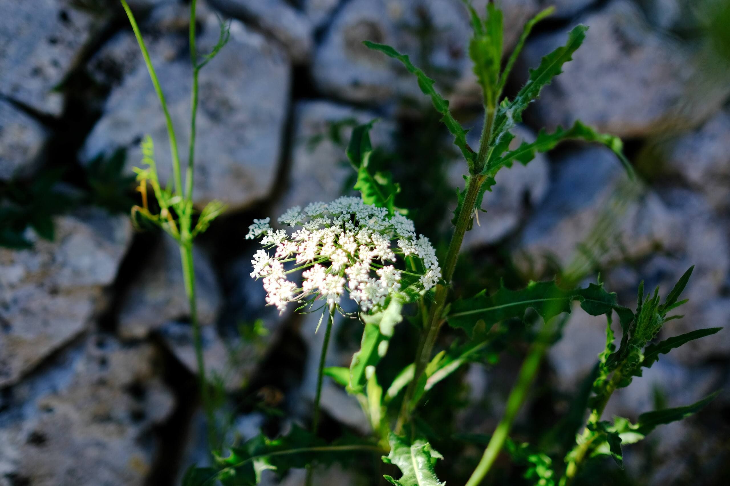 White wildflowers growing against the dry stone wall at Trullo dei Pini
