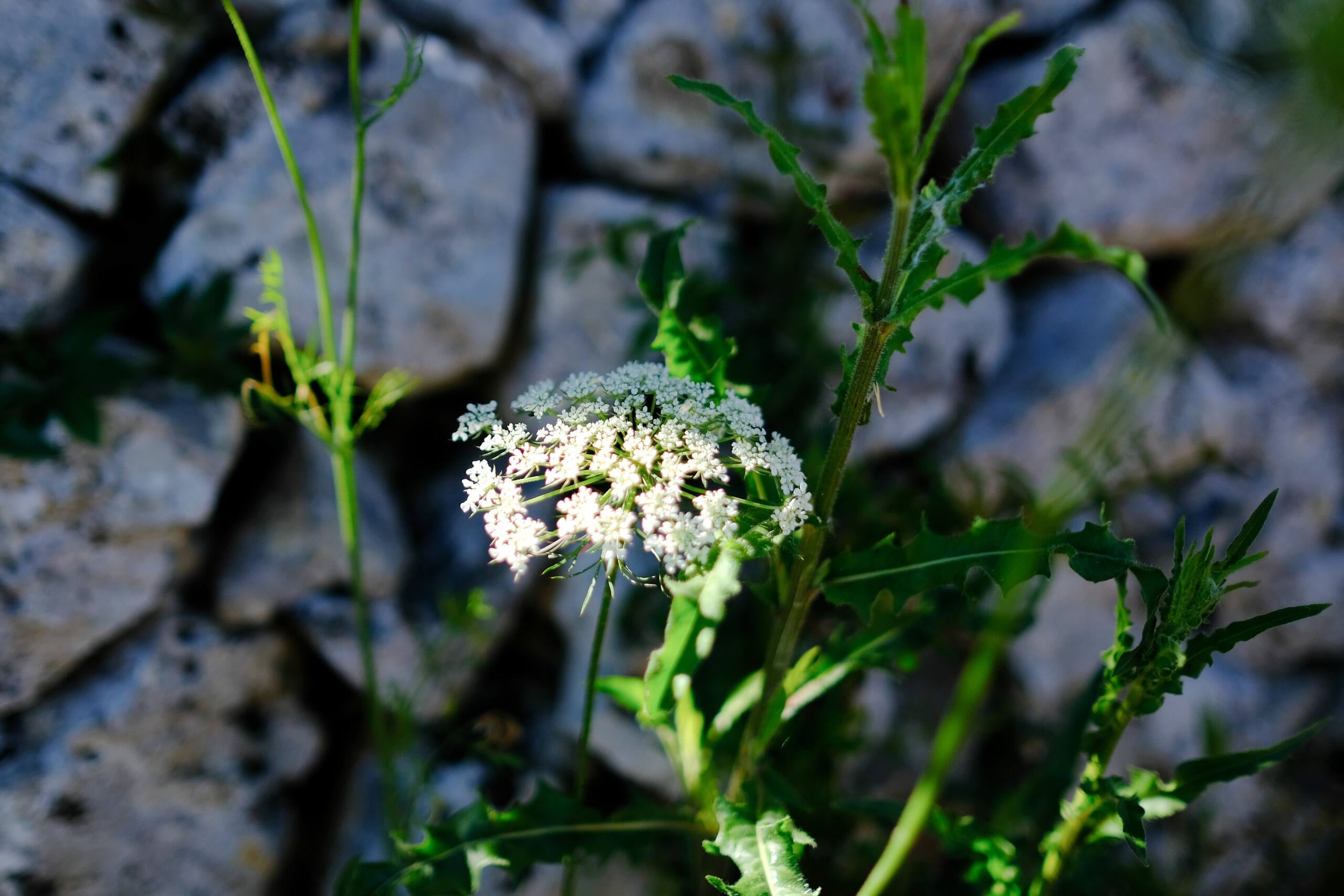 White wildflowers growing against the dry stone wall at Trullo dei Pini