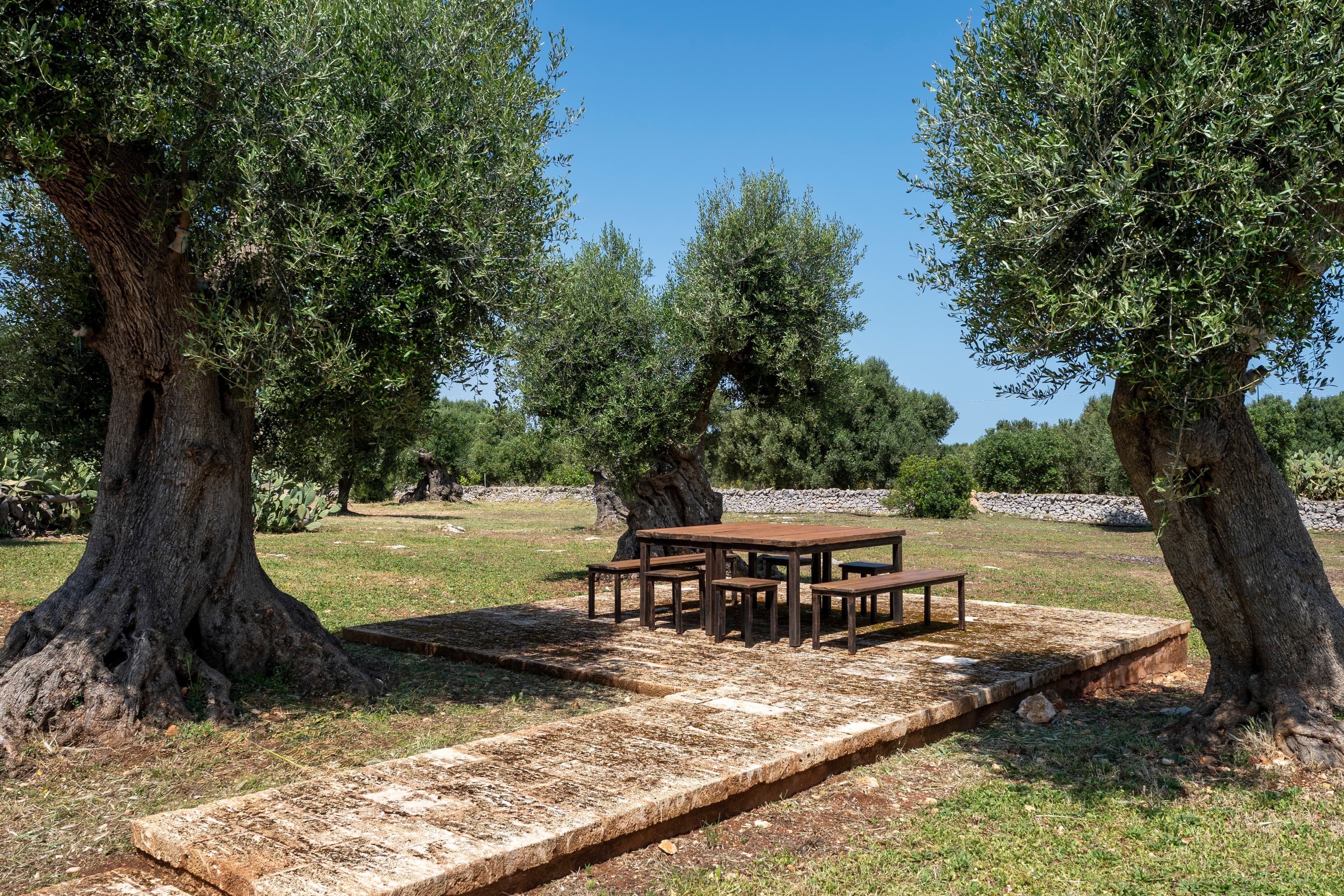 Outdoor dining table on a stone terrace beneath ancient olive trees in Puglia
